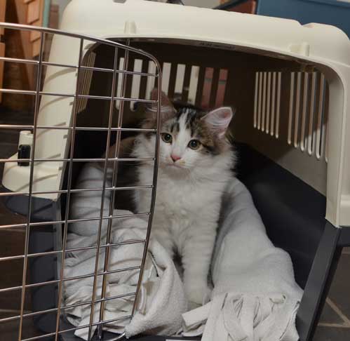 sibirisk kattunge Yoshii