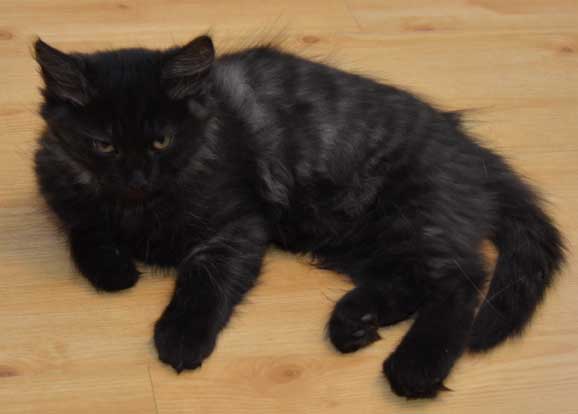 sibirisk kattunge Zoya