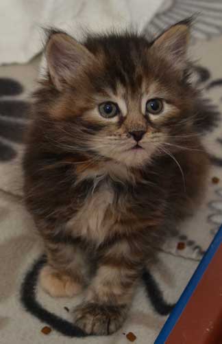 sibirisk kattunge Belinda