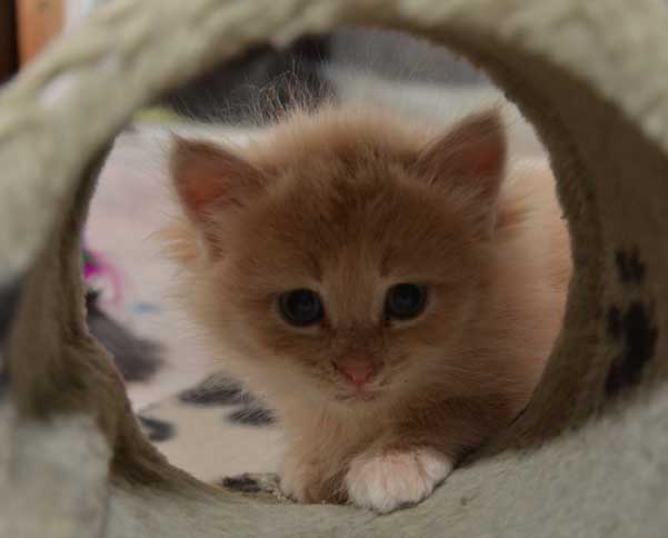 sibirisk kattunge Barry