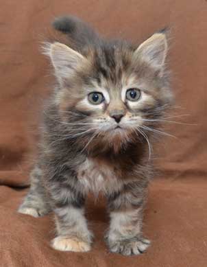 sibirisk kattunge Belinda