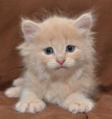 sibirisk kattunge Barry