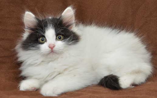 sibirisk kattunge Atric