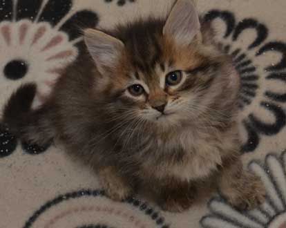 sibirisk kattunge Black