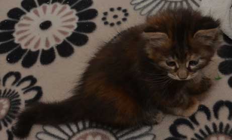 sibiriska kattungar Belinda