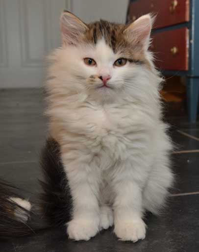 sibirisk kattunge Avior
