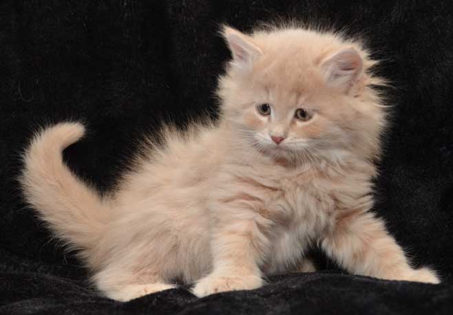 sibirisk kattunge Barry