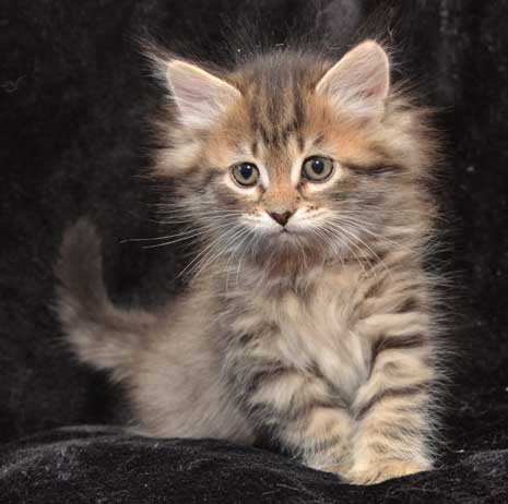 Sibirisk kattunge Black