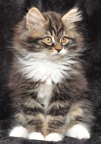 sibirisk kattunge Achilles