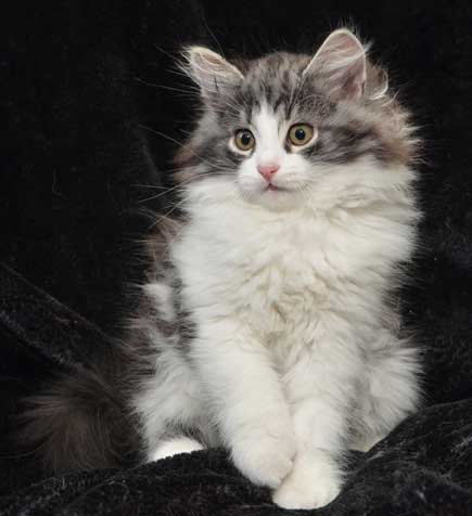 sibirisk kattunge Apollo
