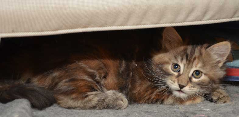 sibirisk kattunge Belinda