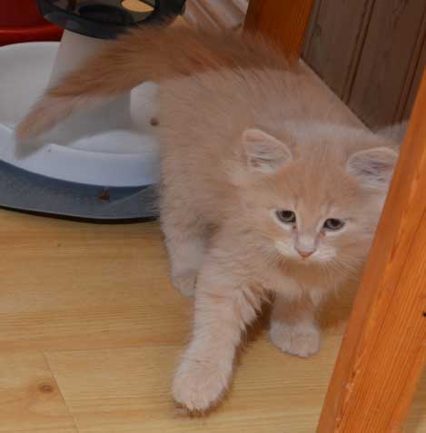 sibirisk kattunge Barry