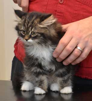 sibirisk kattunge Achilles