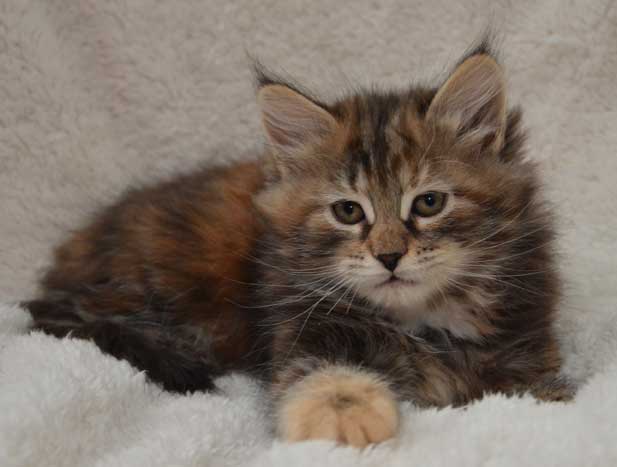 sibirisk kattunge Belinda