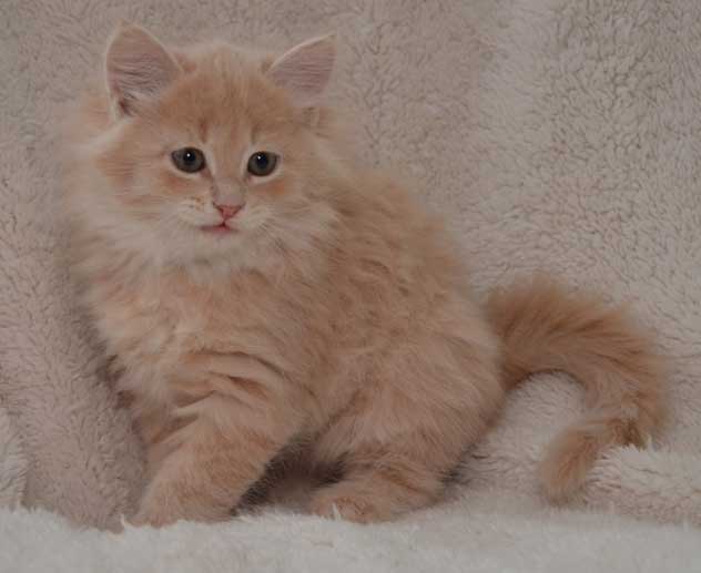 sibirisk kattunge Barry