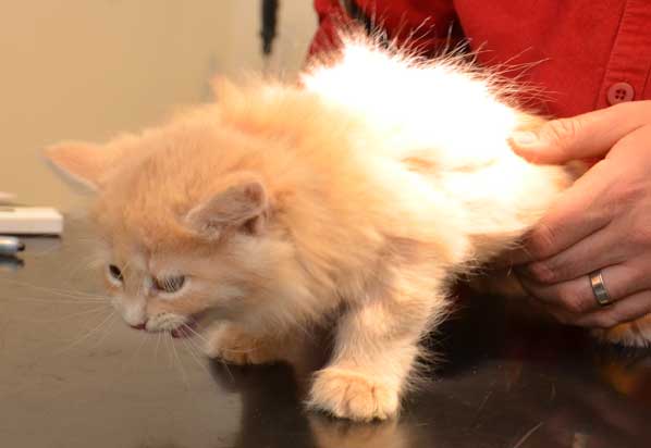 sibirisk kattunge Barry