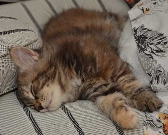 sibirisk kattunge Belinda