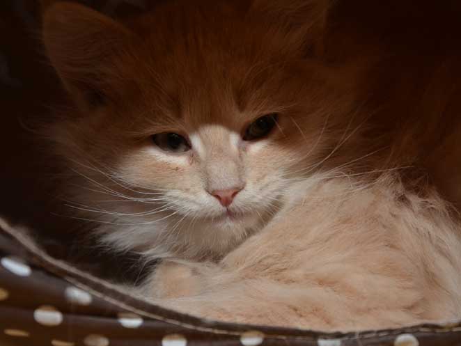 sibirisk kattunge Barry