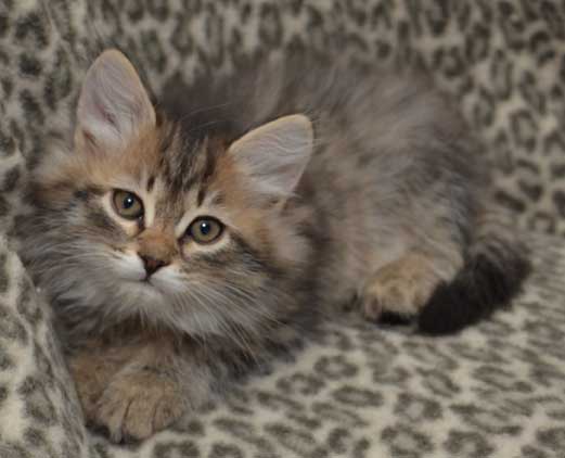 sibirisk kattunge Black