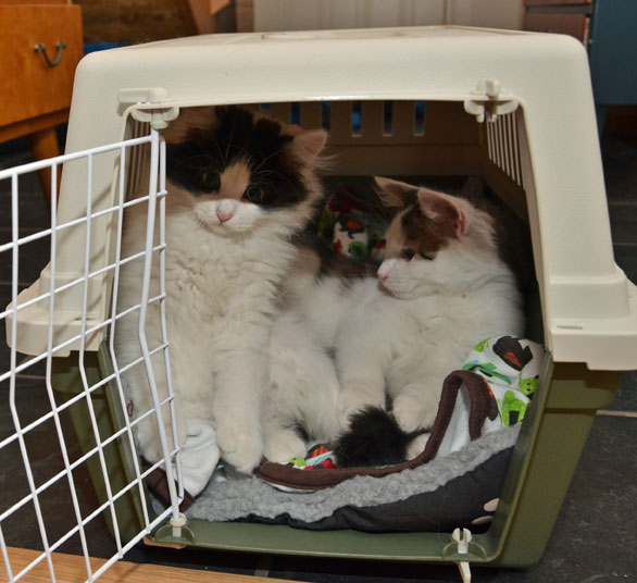 sibirisk kattungar Atric Zwiers