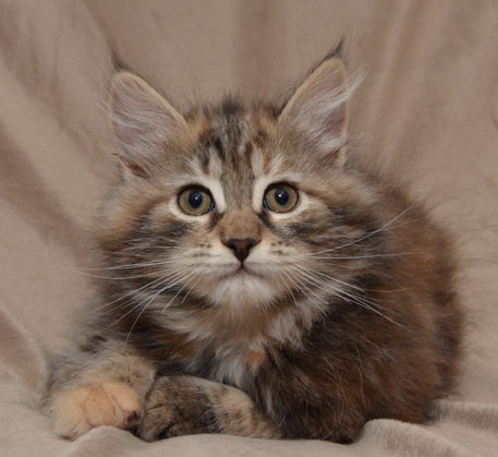 sibirisk kattunge Belinda