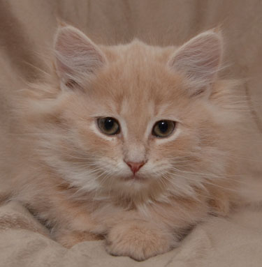 sibirisk kattunge Barry