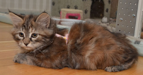 sibirisk kattunge Belinda