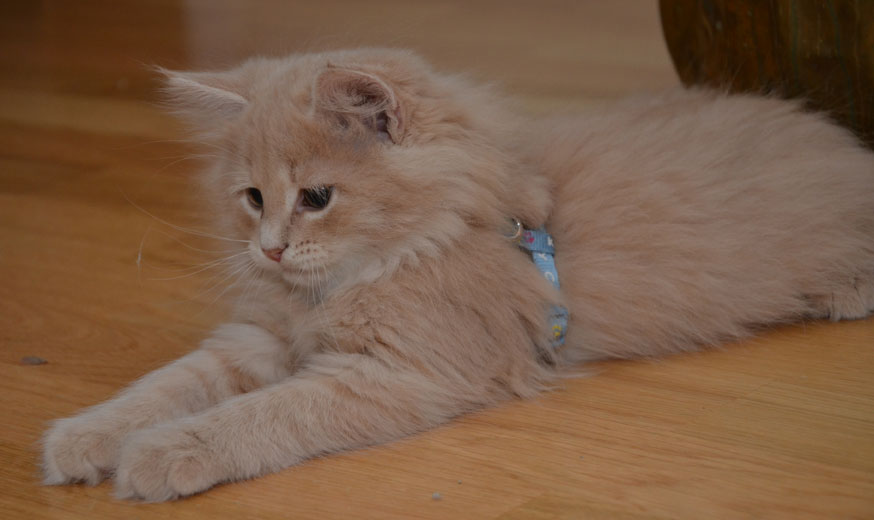 sibirisk kattunge Barry