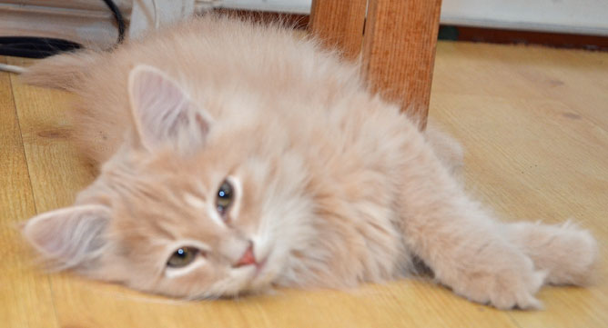 sibirisk kattunge Barry