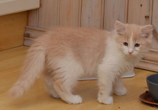sibirisk kattunge Bilbo