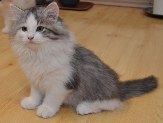 sibirisk kattunge Bennett