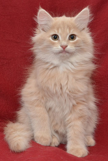 sibirisk kattunge Barry