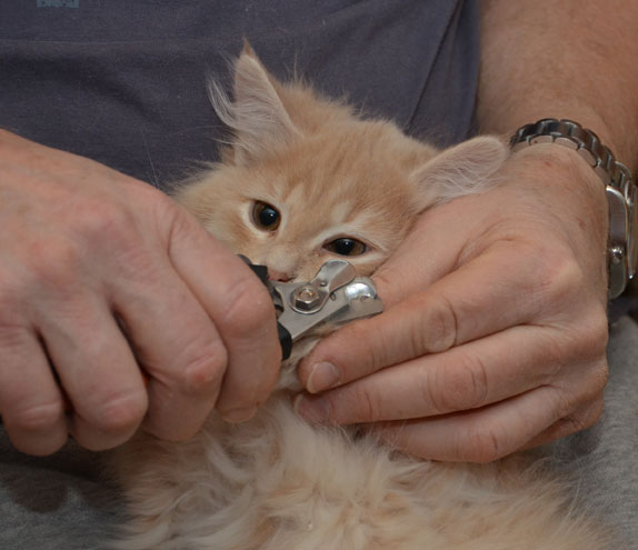 sibirisk kattunge Barry
