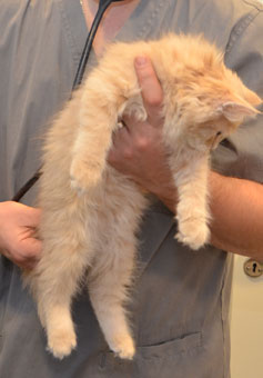 sibirisk kattunge Barry