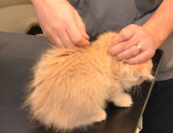 sibirisk kattunge Barry
