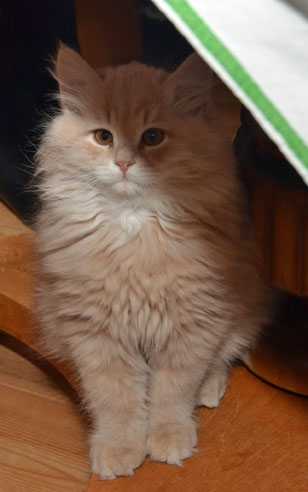sibirisk kattunge Barry
