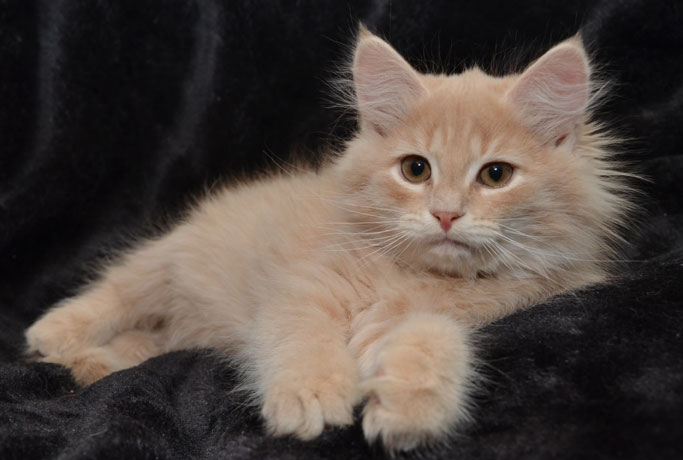 sibirisk kattunge Barry