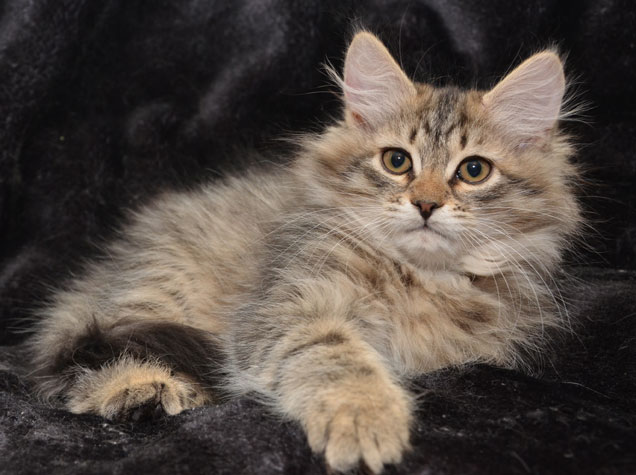 Sibirisk katt Black