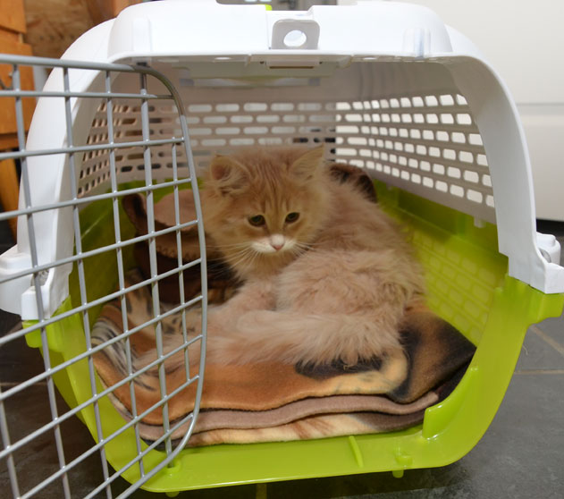 sibirisk kattunge Barry