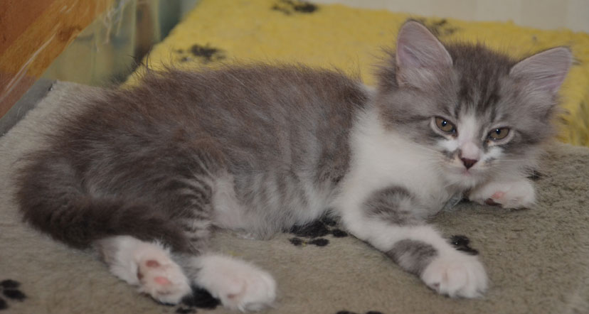 sibirisk kattunge Deimos