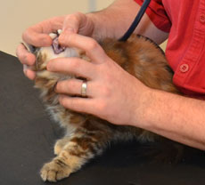 sibirisk kattunge Belinda