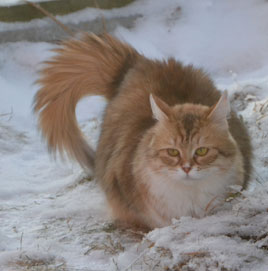 sibirisk katt Uni