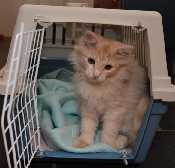 sibirisk kattunge Diablo