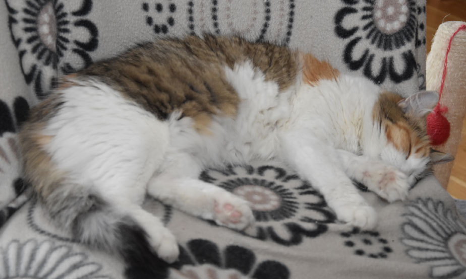 sibirisk katt Colbie