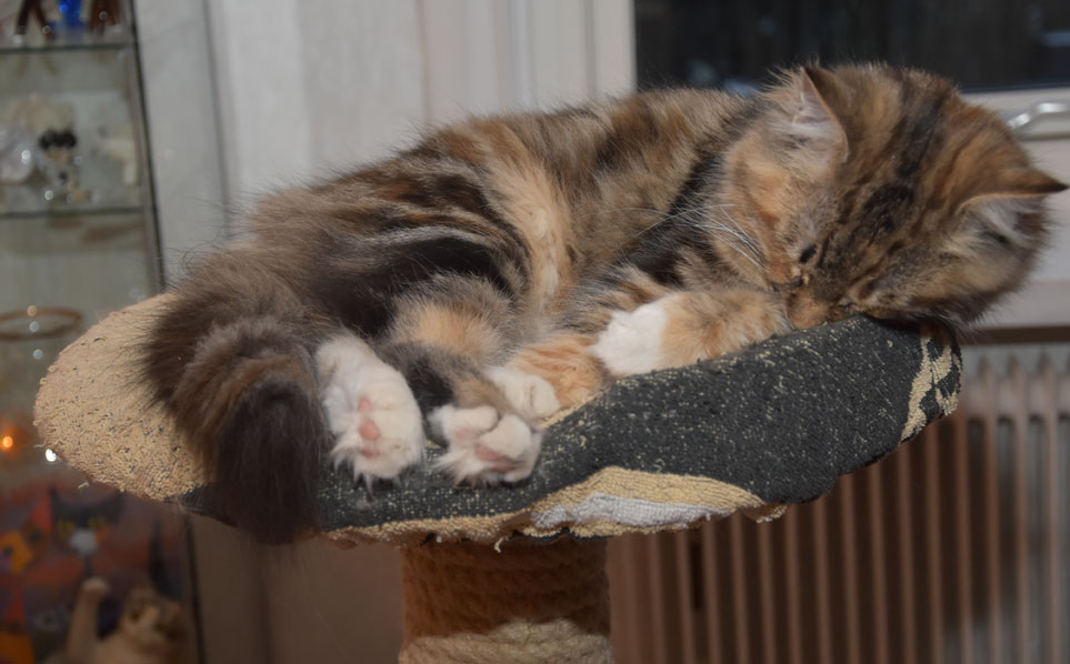 sibirisk katt Valeria