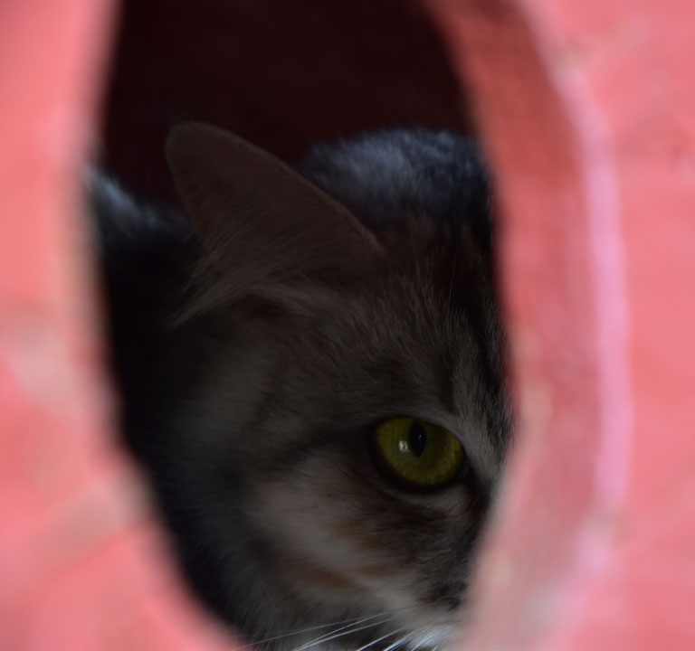 sibirisk katt Uni