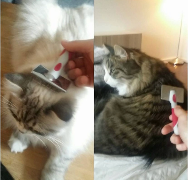 Sibirisk katt Tellus o Viking