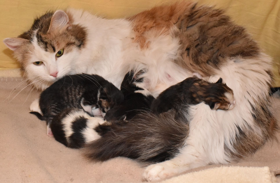 sibirisk katt Ee-kull