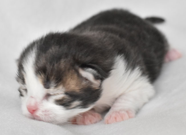 sibirisk kattunge Elliot