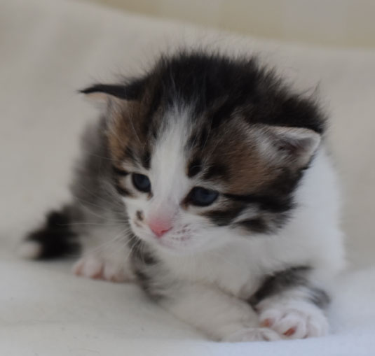 sibirisk kattunge Electra